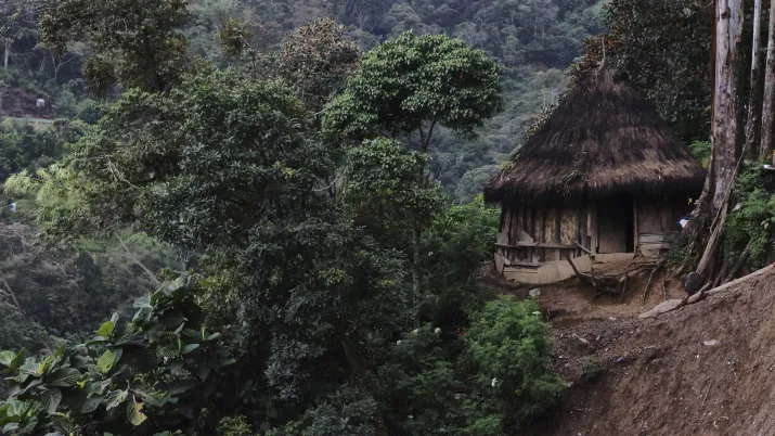 Forêt en Papouasie Nouvelle-Guinée