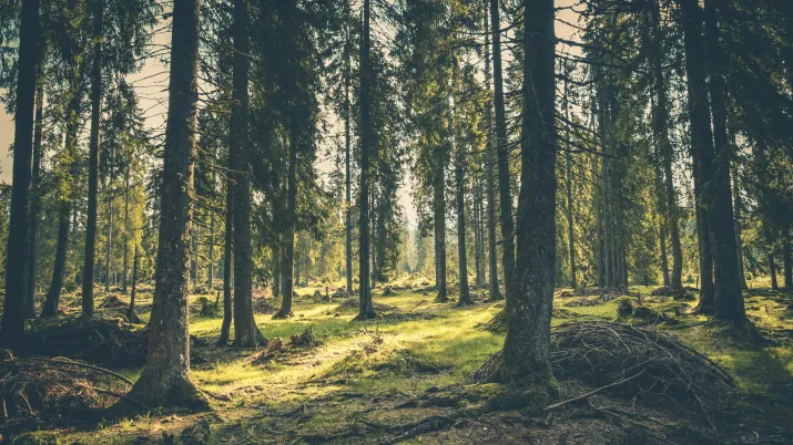 Forêt