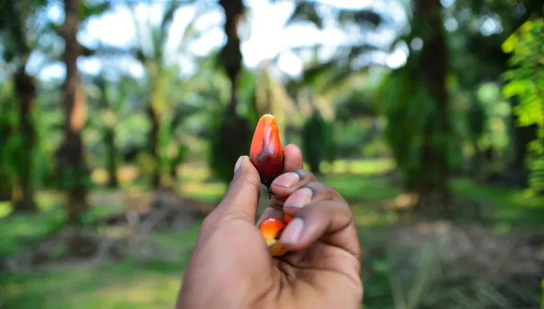 Main tenant un fruit dans un environnement forestier