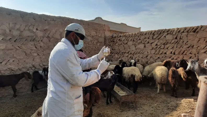 Vaccination du bétail